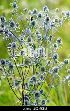 Pianta spinosa di Eryngium. Piante medicinali in estate. Fiori stagionali. Farmacia di erbe. Homeopat Foto Stock