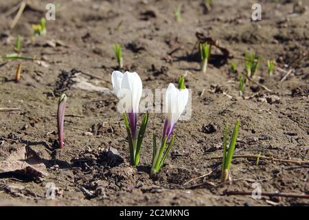 White fioriture di crochi in crescita su terreno in primavera. Coppia di bianco fiori di primavera Foto Stock