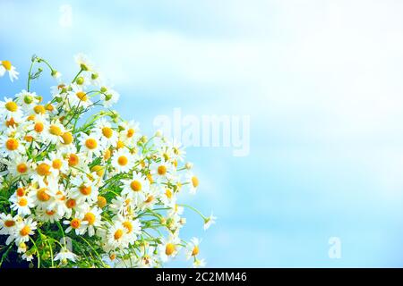 Bouquet di camomili bianchi a raggi solari. Presente delicato. Fiori camomilla. Fiori bianchi estivi Foto Stock