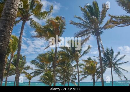 Vista delle palme da cocco nel vento che soffia sulla spiaggia di Xpu-ha in Messico Foto Stock