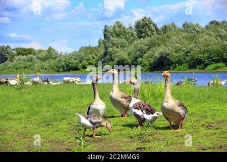 Le oche sul prato vicino al fiume. Il volo della casa bianca di oche su erba verde del prato. Gli uccelli di fattoria Foto Stock