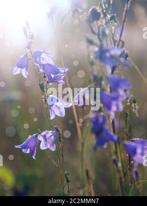 Bluebells all'alba con raggi di sole nascente. Bellissimi fiori viola di bluebells al sole. Mattina Foto Stock