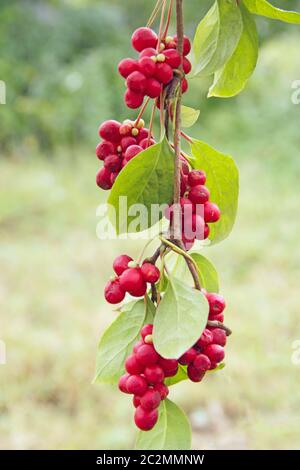 Rami di schisandra rossa. Cluster di schizandra matura. Schizandra rossa appesa verticalmente Foto Stock