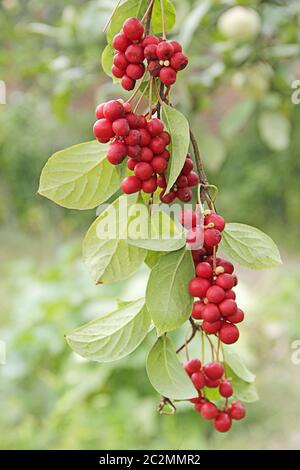 Rami di schisandra rossa. Cluster di schizandra matura. Schizandra rossa appesa verticalmente Foto Stock