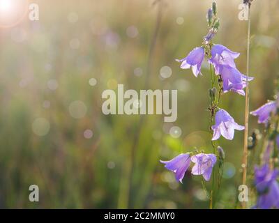 Bluebells in gocce di rugiada mentre l'alba. Fiori di campanula Foto Stock