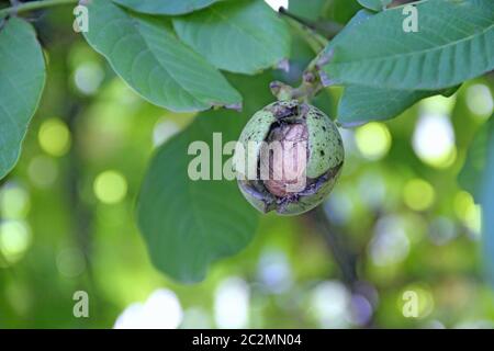 Noce mature su ramo con foglie verdi. Giuglani regia frutta maturare tra verde fogliame su albero Foto Stock