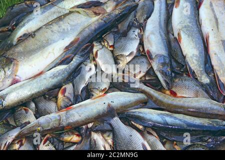 Croci e pichi catturati su erba verde. Pesca riuscita. Un sacco di carpe e pichi crogiani Foto Stock