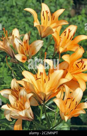 Bella gigli gialli. Fiori gialli di gigli che crescono in giardino. Giglio giallo fiorente Foto Stock