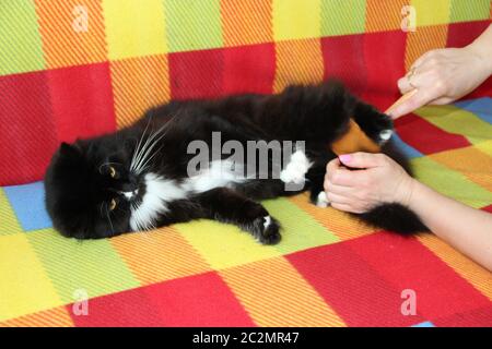 Padrona che combatte gatto nero. Cura per pelliccia di gatto. Donna mano pettinatura da pettine bianco e nero morbido ca Foto Stock