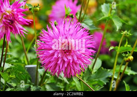 Bellissimo fiore di dahlia in un giardino botanico Foto Stock