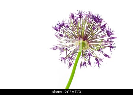 Singolo fiore allio closeup isolato su sfondo bianco Foto Stock