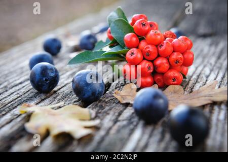 Autunno Romantico still life Foto Stock