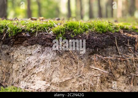 dettaglio di un terreno podzolo con topsoil visibile e strati eluibili Foto Stock