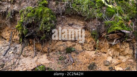dettaglio di un terreno podzolo con topsoil visibile e strati eluibili Foto Stock