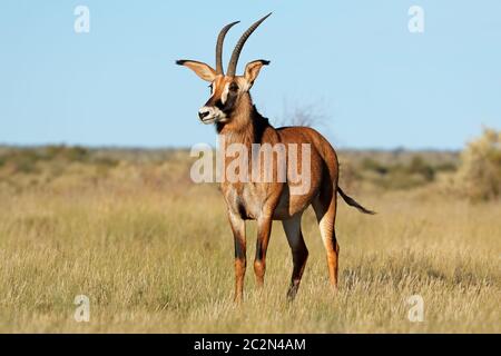 Una rara Stefano antilope (Hippotragus equinus) in habitat naturale, Sud Africa Foto Stock