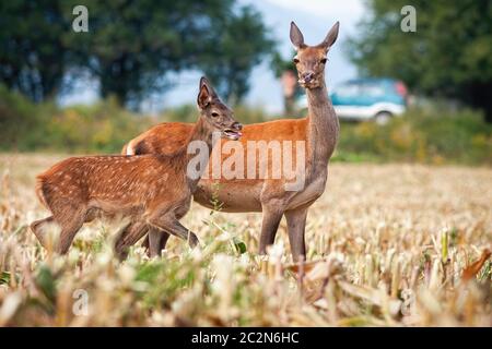 Cervi rossi, cervi elaphus, crosta e fawn in piedi su un campo stoppia accanto alla strada con auto in background. Due animali selvatici in pericolo da col potenziale Foto Stock