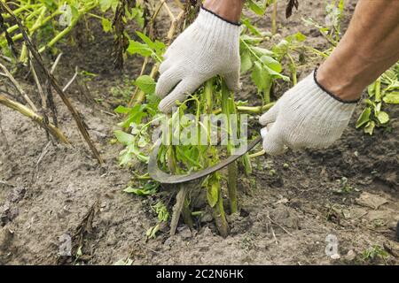 Taglio di patate traina prima di scavare raccogliere Foto Stock