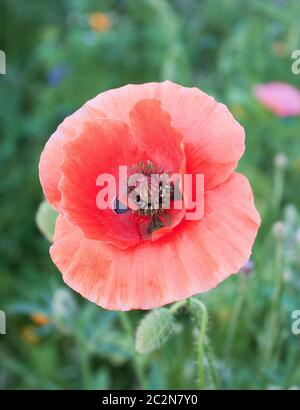 Bellissimi papaveri rossi fioriscono tra le erbe dei prati Foto Stock