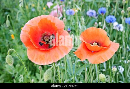 Bellissimi papaveri rossi fioriscono tra le erbe dei prati Foto Stock