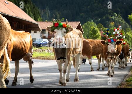 Vacche sulla relazione annuale di transumanza a Charmey vicino a Gruyeres, zona di Friburgo sulle alpi svizzere Foto Stock