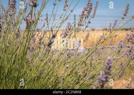 lavanda in fiore in un giardino sotto il sole. Foto Stock