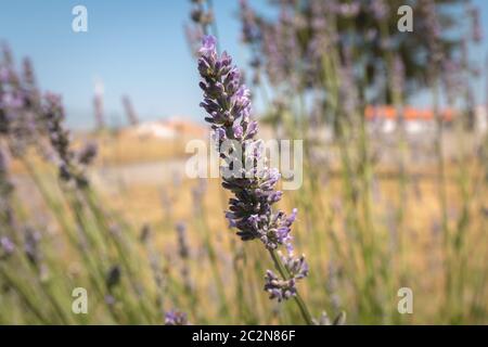 lavanda in fiore in un giardino sotto il sole. Foto Stock