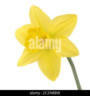 Un singolo daffolil narciso isolato su uno sfondo bianco con tracciato di ritaglio Foto Stock