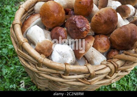 Molti funghi di boletus nel cestino Foto Stock