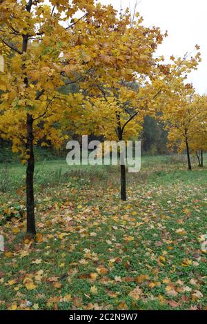 Giovani alberi di acero in piedi in vicolo, paesaggio autunnale Foto Stock