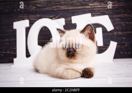 Come un elemento del design della vetrina. Cuccioli di razza pura al photo studio. Gatto sdraiato davanti di lettere su sfondo scuro Foto Stock