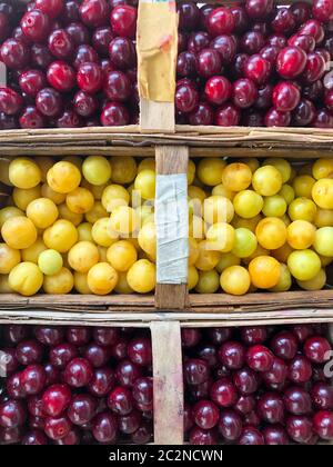 ciliegie acide appena raccolte e una mirabella di prugna in cestini Foto Stock