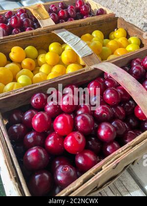 ciliegie acide appena raccolte e una mirabella di prugna in cestini Foto Stock