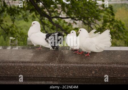 Tre bellissimi piccioni bianchi si siedono su un supporto Foto Stock