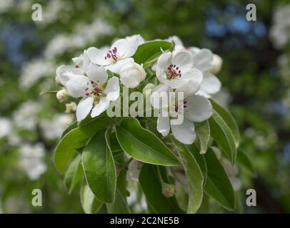 Apple fiorisce in primavera su sfondo bianco Foto Stock