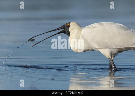 Un Royal Spoonbill, grande uccello acquatico australiano, ha pescato un pesce in un lago nel nuovo Galles del Sud, Australia Foto Stock