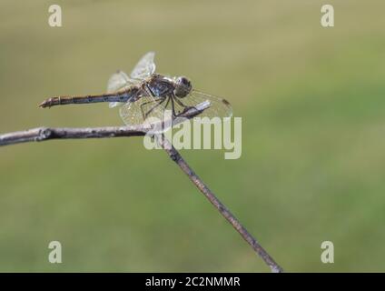 Bellissima dragonfly siede su un ramo secco su uno sfondo di erba Foto Stock