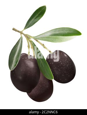 Tre olive nere sul ramo con foglie (Olea europaea Frutti), isolata Foto Stock