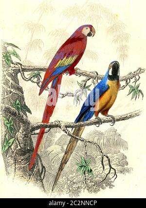 La macaw rossa, la macaw blu, l'illustrazione vintage incisa. Da Buffon completa il lavoro. Foto Stock