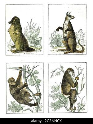 Ornithorynque paradossale, Kangaroo Gigante, Galeopitheque delle Filippine, Indri ha coda corta, illustrazione vintage incisa. Da Natural Creatio Foto Stock