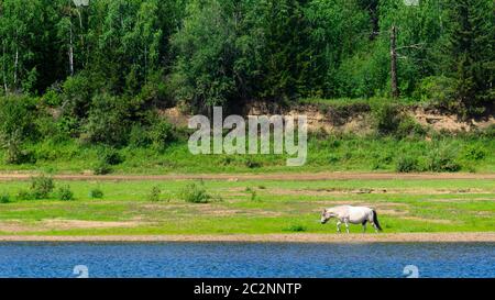 Un cavallo bianco di Yakut solita esce sulle acque blu del fiume Viluy dalla foresta verde della tundra. Foto Stock