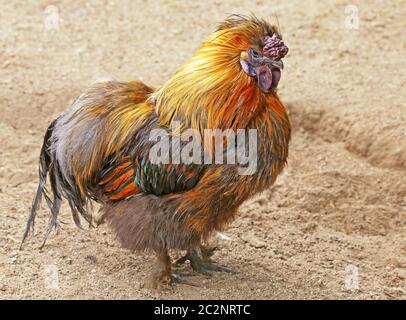 Colorato pollo di seta dell'Asia orientale Foto Stock
