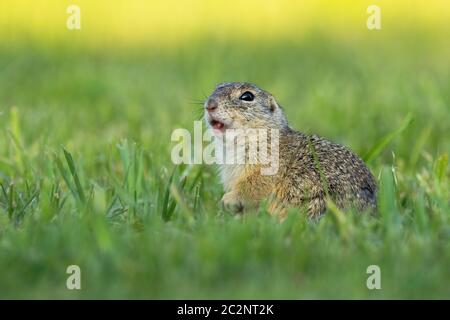 Scoiattolo europeo, spermophilus citellus, fischio e osservazione allertato su un prato verde. Piccolo mammifero che chiama con la bocca aperta. Foto Stock