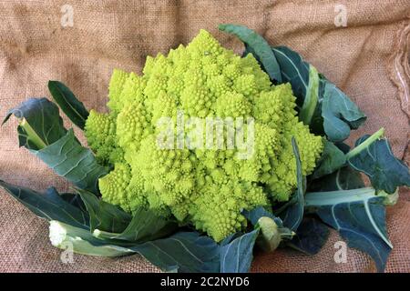 Broccoli romanesco (Brassica oleracea) con le estremità dei gambi a foglia rifiniti su un attraente sfondo di tessuto di sacco hessiano Foto Stock