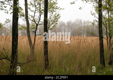 Paesaggio 001. Fischland Darss Zingst. Germania Foto Stock