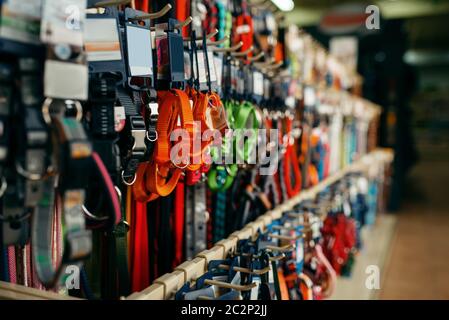 Varietà di leashes e collari in vetrina nel negozio di animali domestici, nessuno. Attrezzature in negozio di animali domestici, accessori per animali domestici Foto Stock