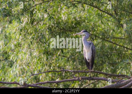 Aironi grigi che si erono su un ramo - aironi grigi - aironi comuni europei o Ardea cinerea. Foto Stock