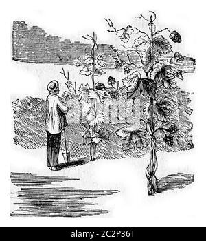 Lupus di Humulus o Hop comune. Un giardiniere e il suo luppolo. Dalla vita domestica, incisione d'annata, 1880. Foto Stock