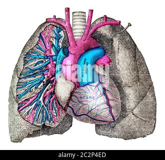 Arteria polmonare e aorta, illustrazione vintage incisa. Foto Stock