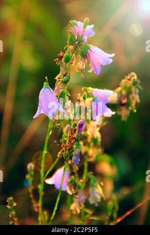 Bluebells all'alba con raggi di sole nascente. Bellissimi fiori viola di bluebells al sole. Mattina Foto Stock