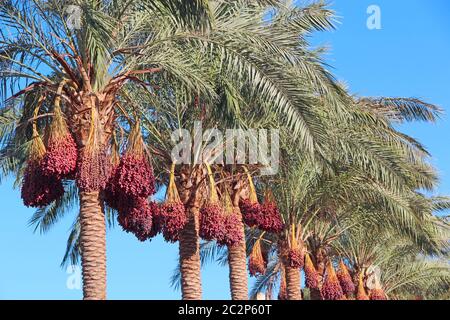 I frutti maturi dell'albero della data appendono sull'albero. Le date sono appese sull'albero. Frutti tropicali Foto Stock